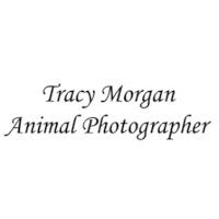 Tracy Morgan Animal Photographer