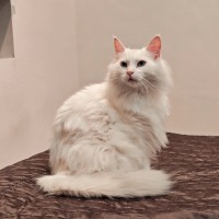 Sigrid the Deaf Cat
